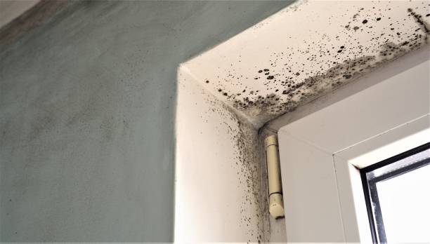 Eveleth, MN Mold Removal Pros