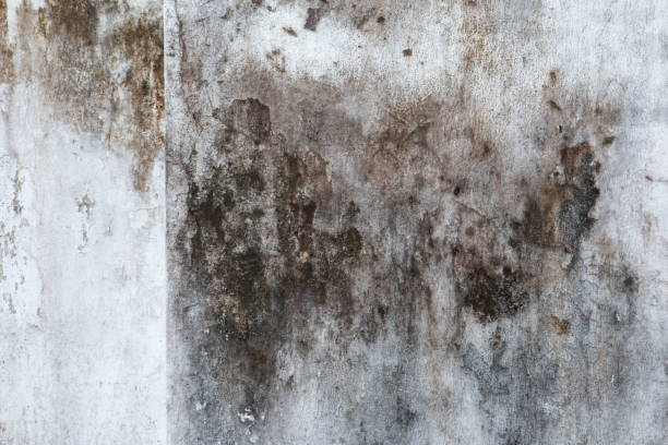 Best Airborne Mold Testing  in Eveleth, MN