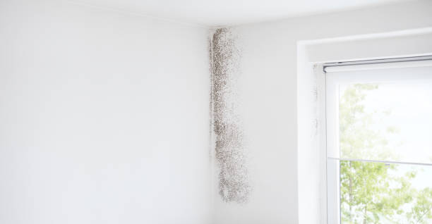 Best Environmental Consulting for Mold Prevention  in Eveleth, MN