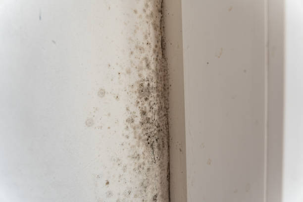 Best Air Quality Testing for Mold Spores  in Eveleth, MN