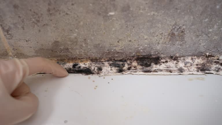 Best Industrial Mold Remediation  in Eveleth, MN